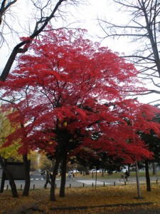 北海道1 北海道1