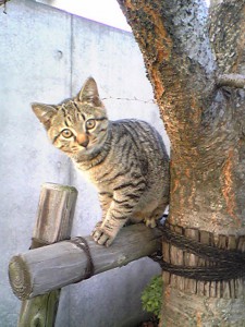 猫 猫
