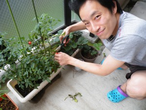 トマト収穫 トマト収穫