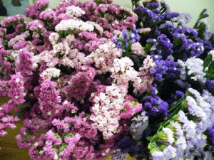 DSCF7226 DSCF7226