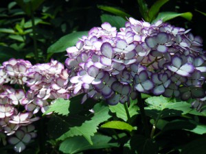 DSCF7256 DSCF7256